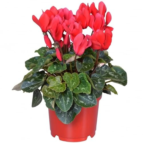 Cyclamen Rojo PREMIUM Flor Natural Color muy Vivo