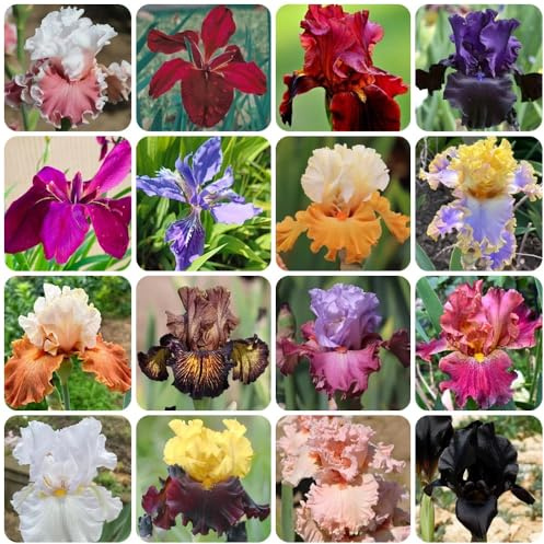 semillas de iris, semillas de jardín iris tectorum, silvestres Las de jardín son resistentes 200pcs