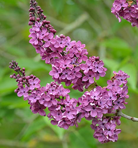 Edelflieder Andenken an Ludwig Späth 30-40cm - Syringa vulgaris - lebende Gartenpflanze aus den Baumschulen