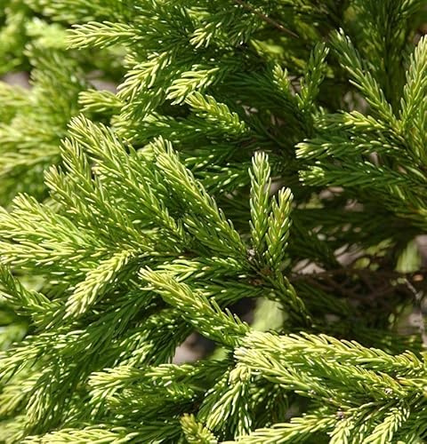 Cedro del Giappone Cryptomeria japonica globosa nana pianta in vaso ø24 cm FOTO REALI Vivaio di Castelletto