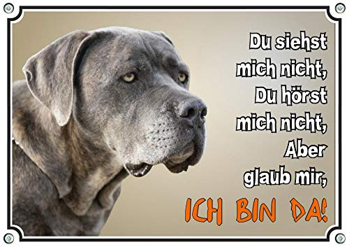 Petsigns Hundeschild Grauer Cane Corso - Warnschild - TOP Metallschild italienische Dogge, DIN A4