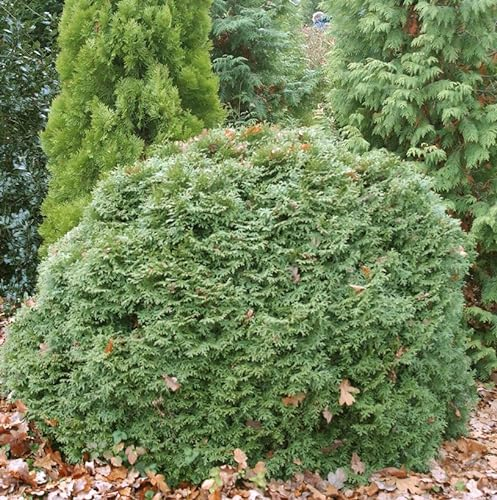 Kugel Lebensbaum Little Gigant 15-20cm - Thuja occidentalis - lebende Gartenpflanze aus den Baumschulen