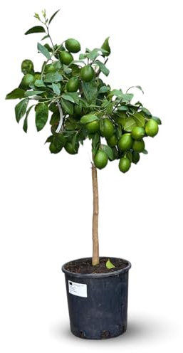 Attitude Jardin - Citronnier meyer - citrus meyeri - agrume méditerranéen - arbre fruitier - 120-130 cm - ⌀ 24 cm
