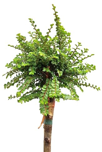 Chinesische Ulme 'Ulmus parvifolia Seiju' Hochstamm 80-100 cm Winterhart Freilandaufzucht