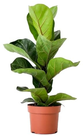 Árbol de Interior Natural Ficus Lyrata Higuera Hoja de Violín ± 45cm de Altura