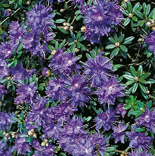 Zwerg Rhododendron Azurika 15-20cm - Rhododendron impeditum - Zwerg Alpenrose - lebende Gartenpflanze aus den Baumschulen