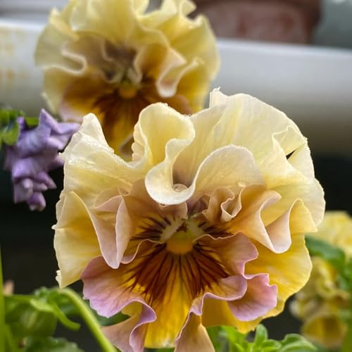 Semi di violetta cornuta - da balcone resistenti Viola cornuta - da giardino da giardino roccioso resistenti per balconi 300pcs