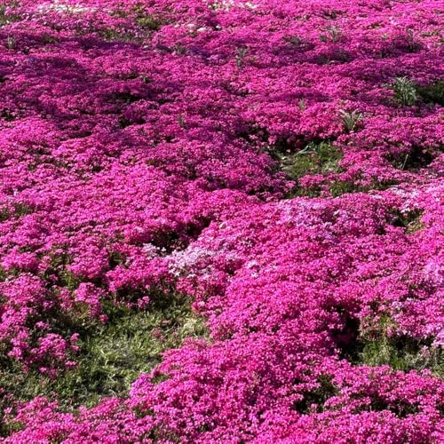 Semillas de Phlox de alfombra - exóticas Phlox subulata - jardin resistentes perennes resistentes para el jardín 400pcs