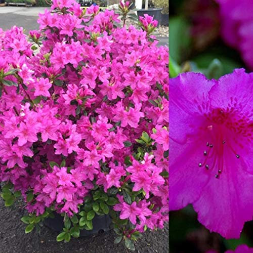 Carbeth Plants Azalea Plant - 2 x Pot of Purple Splendor Japanese Azalea Evergreen Shrub - Azaleas Ready to Plant Outdoor - Pot Plants Outdoor Garden Ready in Pots