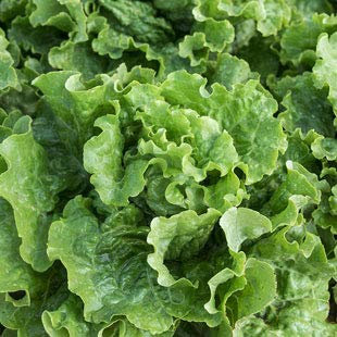 Graines de laitue romaine Laitue de Paris Blanche Cos Heirloom