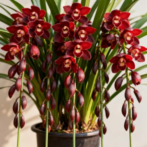Rizomi di Cymbidium resistenti, Orchidee da esterno selezionate, ideali per la piantagione su balconi e per scopi ornamentali-3 Rhizome-B