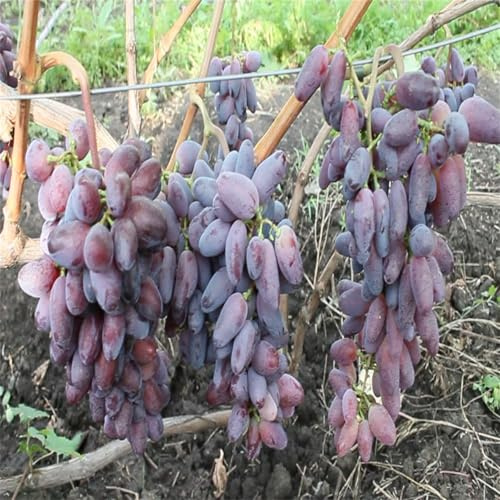 Weintrauben Kernlos Winterhartes, Trauben Kernlos, Garten Tafeltraube, Elegante, Das Bunt Gemischte, Exklusive, Winterhart Traubenwurzel,-3 Weinreben -F