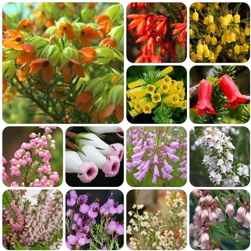 brezo - semillas balcón semillas brezo jardín balcón Decoraciones otoñales un jardín resistente silvestres sombra interior 350semillas