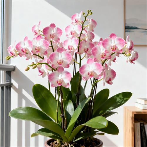 Orchidea Cymbidium perenne resistente al freddo - Rizoma di orchidea Cymbidium - Vaso per scrivania da ufficio - purificatore d'aria-8 PCS-D