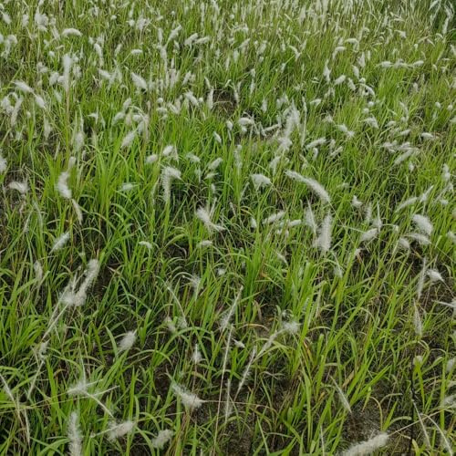 BlutgrasSamen - Imperata cylindrica - für sonnige plätze immergrüne kübelpflanze winterhart ziergras garten sichtschutz 100pcs