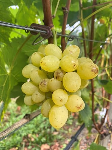 Anita – kernlose Bio-Tafeltraube | frühreif & pilzfester Premiumwein | zertifiziert nach EG-ÖKO 2018/848 | kräftiger Wuchs & süße Beeren | Vitiserve Rebschule Steinmann, Franken