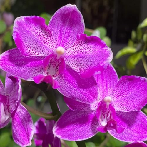 semillas Phalaenopsis de jardín jardín de en extremadamente resistentes orquídeas hoja perenne primavera oficina parterre en el balcón balcón 400pcs