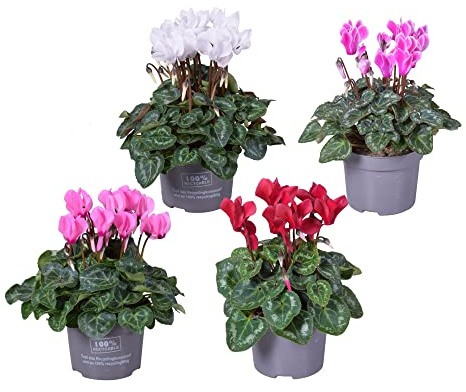 Pack de 4 Plantas de Violeta Persa o Cyclamen Colores Mixtos Plantas Vivas con Flor