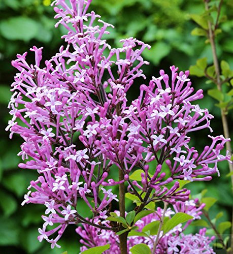 Edelflieder Red Pix 30-40cm - Syringa meyeri - lebende Gartenpflanze aus den Baumschulen
