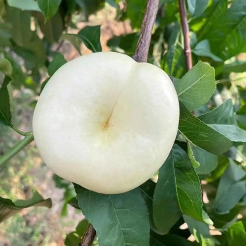 40samen pfirsichbaum - balkon hochbeet obstbaum indoor garten obstbäume dekopflanzen winterharte kübelpflanzen säulenobst winterhart, exotische winterhart, obstsamen