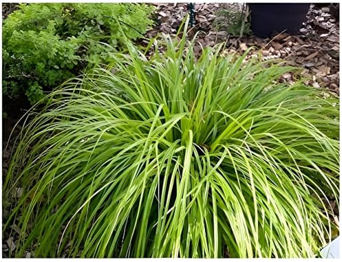 Stauden Gänge 10 x Carex oshimensis 'JS Greenwell' Grüne Japan Segge | Grünes Ziergras für Sonne bis Schatten, Blüte April bis Mai, mehrjährig, 1 L Topf (11x11 cm)