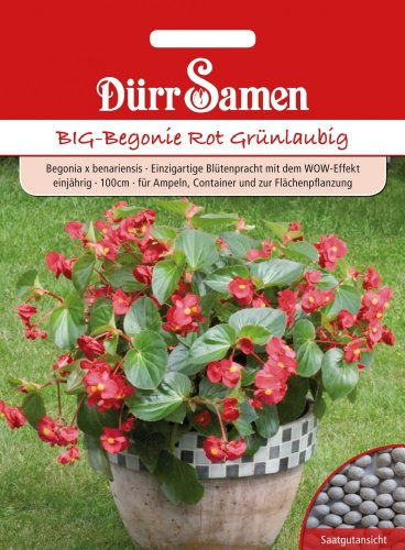 Dürr Samen 1094 Big-Begonie rot grünlaubig (Begoniensamen)