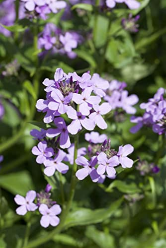 Hesperis matronalis 9x9 cm Topf – Winterhart, Pflegeleicht – Nachtviole – Duftpflanze für Beet & Naturgarten