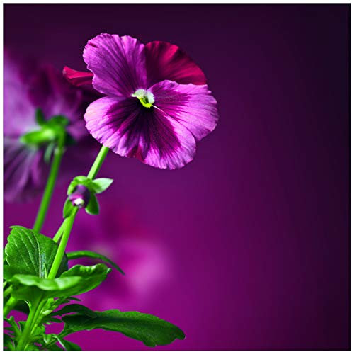 Wallario Glasbild Lila Stiefmütterchen - 55 x 55 cm Wandbilder Glas in Premium-Qualität: Brillante Farben, freischwebende Optik