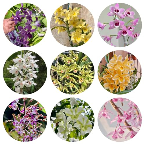 semillas de orquideas dendrobium - silvestres, lecho elevado de orquídeas dendrobium, silvestres de balcón, cortadas 500pcs