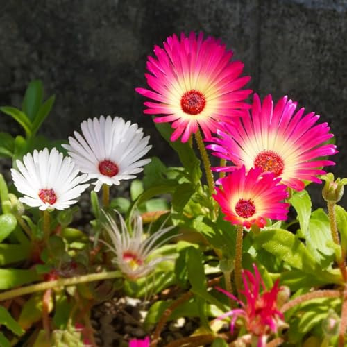 semillas de mediodía trepadoras raras interior exóticas en jardín rocas jardín variedades orgánicas tradicionales interior 300pcs