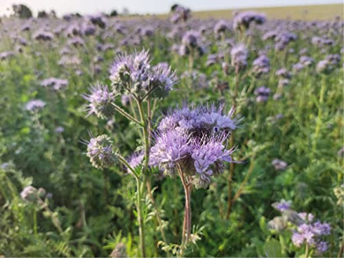 deutsche Samen der Phacelia (lat. Phacelia tanacetifolia), pflegeleichte blaue Bienenweide, Rainfarn Phazelie oder Bienenfreund, bietet für Bienen viel wertvollen Nektar und Pollen (2.500 Samen)