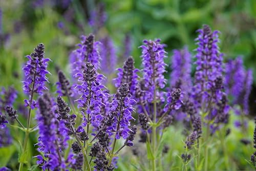 Echter Salbei (Salvia officinalis) Samen. Gewürz- & Heilpflanze (1000 Samen = 7,6g)