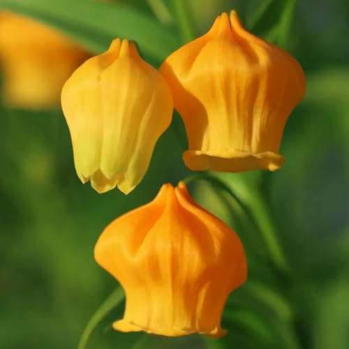Semi di Sandersonia aurantiaca, giardino roccioso resistenti giglio lanterna all'esterno tappezzante perenne resistente 125pcs