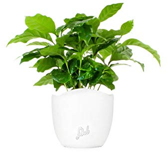 Pianta di Caffè Altezza 25 cm, Pianta Vera, Pianta da Interno, Vaso Artigianale in Terracotta - Bianco (onda)