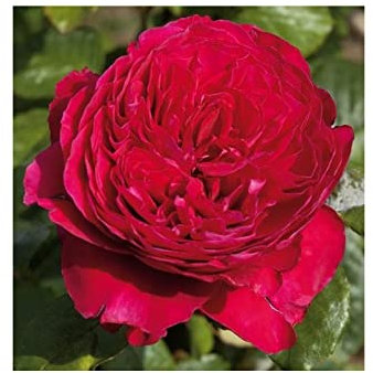 Verdecora Rosal Inglés | Planta Natural con Flor | Rosa Perfumada de plantación (Color Rojo Alain Souchon)