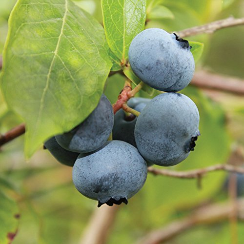Blueberry Fruit Bush Garden Plant, 1 x Brigitta Variety in 1.5 Pot by Thompson & Morgan