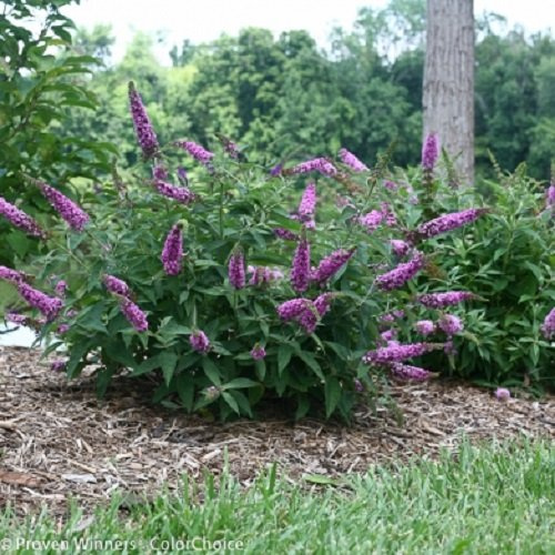 Lo & Behold® Pink Micro Chip Butterfly Bush - 4 Pot -Buddleia-Proven Winners
