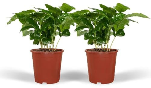 Kaffeepflanze - Coffea Arabica - Zimmerpflanze - Ø12cm - 25cm - 2 Stück