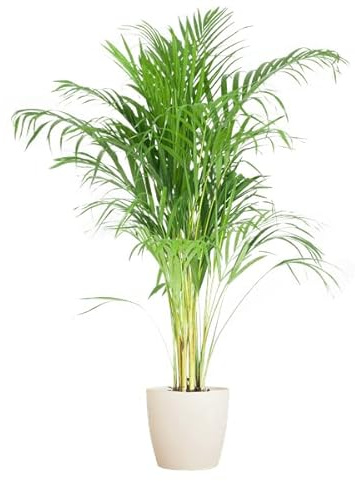 Areca-Palme Dypsis Goldfruchtpalme – Zimmerpflanze 100cm Ø21cm – Mit Viber Topf Weiß – Luftreinigende Tropenpflanze für Wohnzimmer & Büro – Nachhaltig & dekorativ