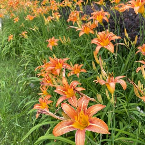 taglilien winterhart mehrjährig gartenpflanzen kräutersamen blumenwiese wohnzimmer pflanztopf pflanzensamen garden Seltene 50samen
