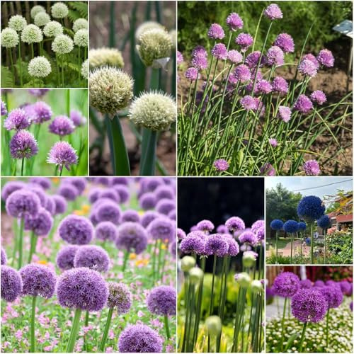 bulbi allium giganteum - bonsai decorativi resistenti all'aperto bulbi allium da giardino per gli amanti del giardino balcone interno 5pcs