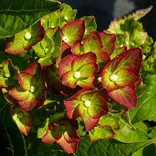 Hortensie 'Green Shadow' - Bauernhortensie, Ballhortensie 'Green Shadow' im 40-60 cm Topf mit beeindruckendem grünem Laub und schattigen Blüten