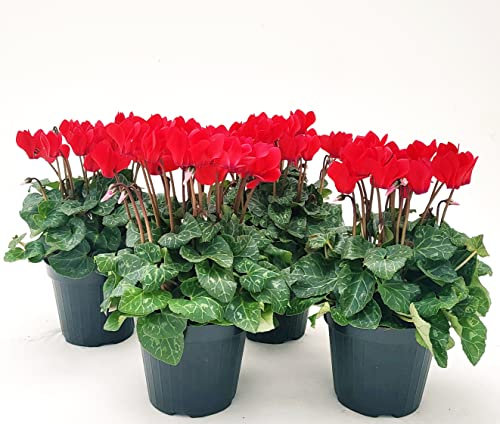 POWERS TO FLOWERS - CICLAMINO SUPERSERIE ROSSO, FIORITURA EXTRA, 4 PIANTE, VASO 12CM, piante vere