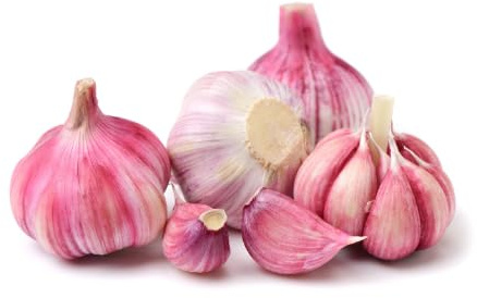 Violetter Knoblauch | Frischer Lila Knoblauch aus Spanien (1 Stück)