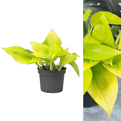 Epipremnum Pinn Neon Golden Pothos - 15-25cm in Height - Bright Foliage Plant in a 12cm Pot