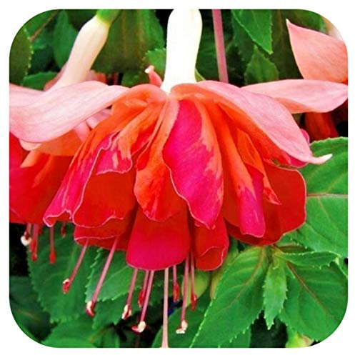 Fuchsia Giant Flowering 'Bicentennial' x 5 Large Plug Plants Cutting Raised