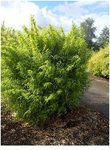 1 x Fargesia nitida 'Volcano' im C2 Topf (Bambus/Winterhart/Ziergras/Mehrjährig) Fontänen Schirmbambus -Der perfekte Bambus für blickdichte Hecken -macht keine Wurzelausläufer - von Stauden Gänge