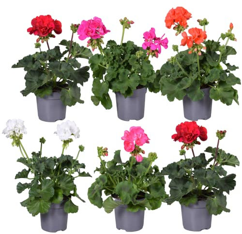 DECOALIVE Pack de 6 Geranios TOP con Flores de Colores Plantas Naturales de Exterior