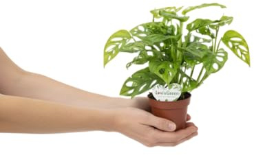DECOALIVE Monstera Adansonii Planta Colgante Exótica Perfecta para Interior