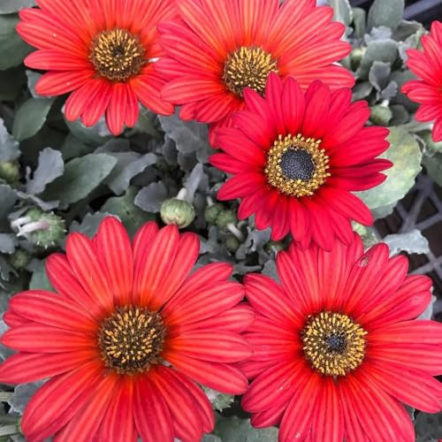 Kapkörbchen zimmerpflanze wildblumen balkonblumen exotische zimmerpflanzen schnittblumen wildblumensamen pflanzenkübel schmetterlingsflieder hochbeet balkon kräutersamen gartendeko 35samen